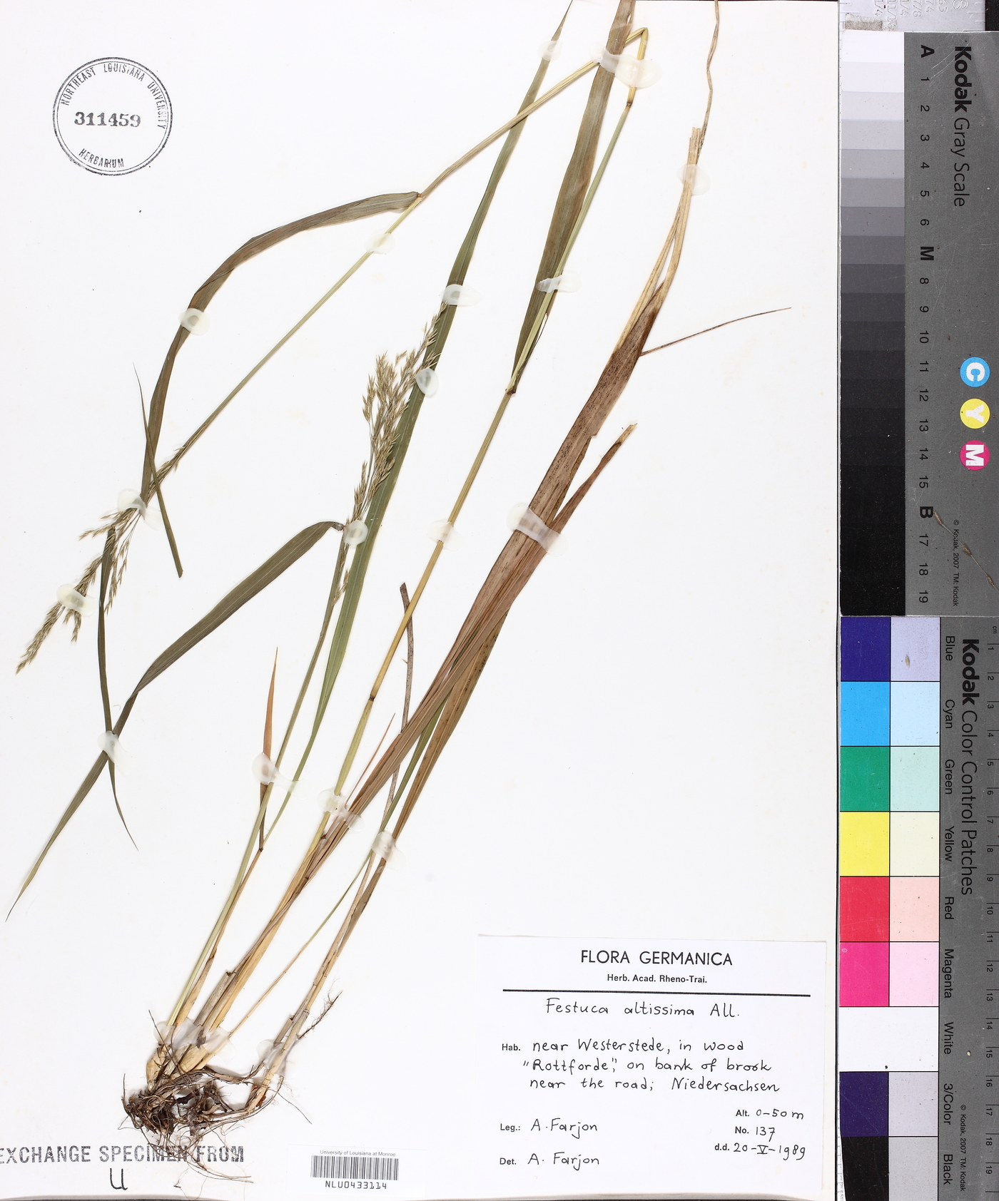 Festuca altissima image