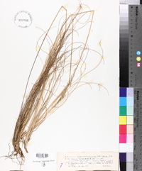 Festuca elegans image