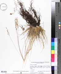 Festuca polesica image