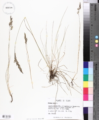 Festuca rubra image