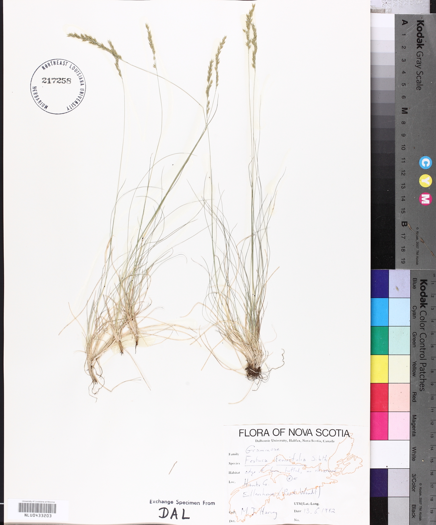 Festuca filiformis image