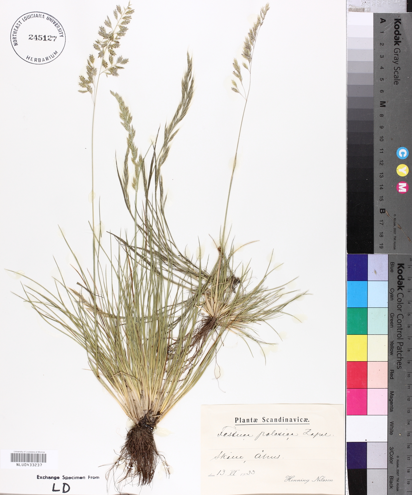 Festuca polesica image