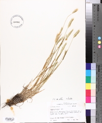 Hordeum pusillum image