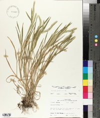 Hordeum pusillum image