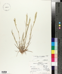 Hordeum pusillum image