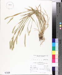 Hordeum pusillum image