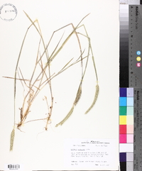 Hordeum pusillum image