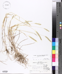 Hordeum pusillum image