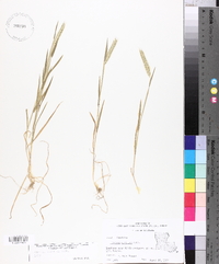 Hordeum pusillum image