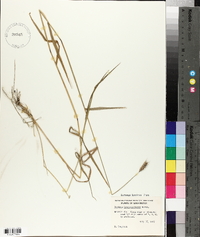 Hordeum brachyantherum image