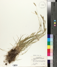 Hordeum brachyantherum image