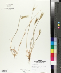 Hordeum murinum subsp. leporinum image