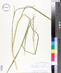 Glyceria arkansana image