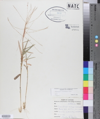 Gymnopogon brevifolius image