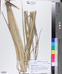 Paspalum intermedium image