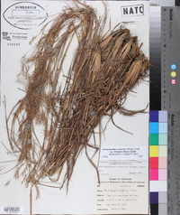 Schizachyrium scoparium var. divergens image