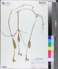 Pogonia ophioglossoides image