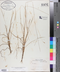 Digitaria filiformis image