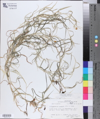 Muhlenbergia frondosa image