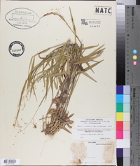 Panicum oligosanthes image