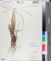 Paspalum setaceum var. stramineum image
