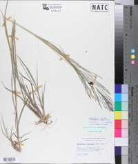 Leptochloa panicea subsp. brachiata image