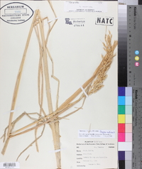 Oryza sativa image