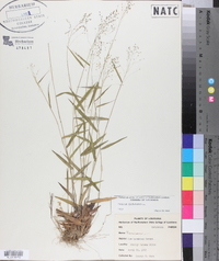 Panicum dichotomum image