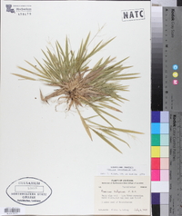 Panicum laxiflorum image