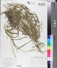 Kellochloa verrucosa image