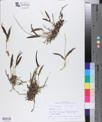 Epidendrum conopseum image