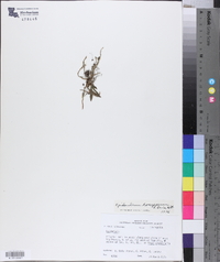 Epidendrum conopseum image