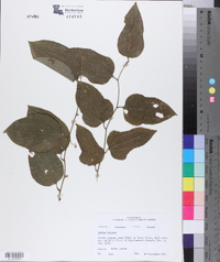 Smilax tamnoides image