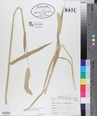 Phalaris caroliniana image