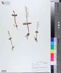 Listera australis image