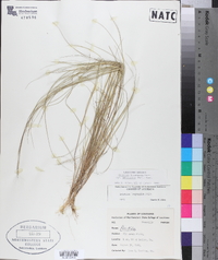 Aristida longespica image