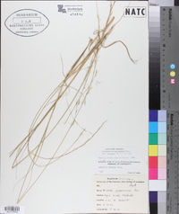 Aristida purpurascens image