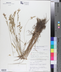 Bromus secalinus image