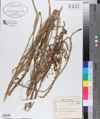 Stenanthium gramineum image