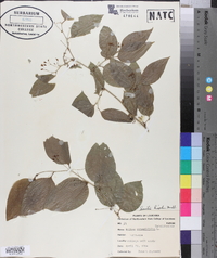 Smilax tamnoides image