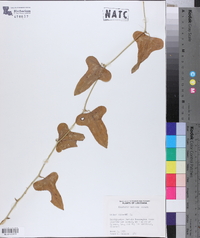 Smilax bona-nox image