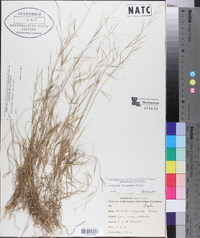 Aristida dichotoma image