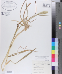 Phalaris caroliniana image