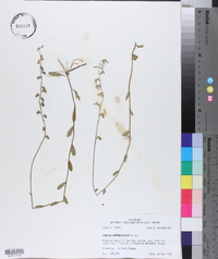 Lobelia appendiculata image