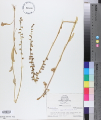 Lobelia appendiculata image