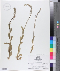 Lobelia appendiculata image