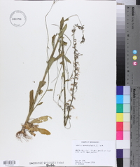 Lobelia appendiculata image