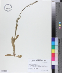 Lobelia appendiculata image