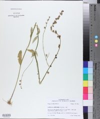 Lobelia appendiculata image