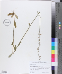 Lobelia appendiculata image